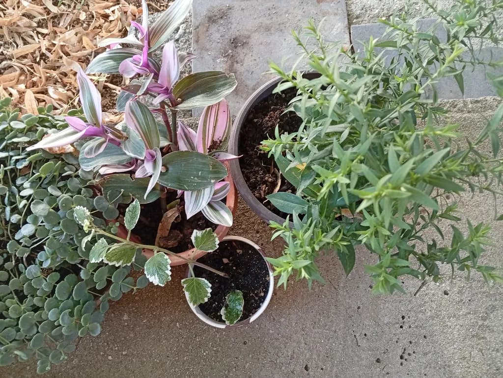 Potted Plant Harmony