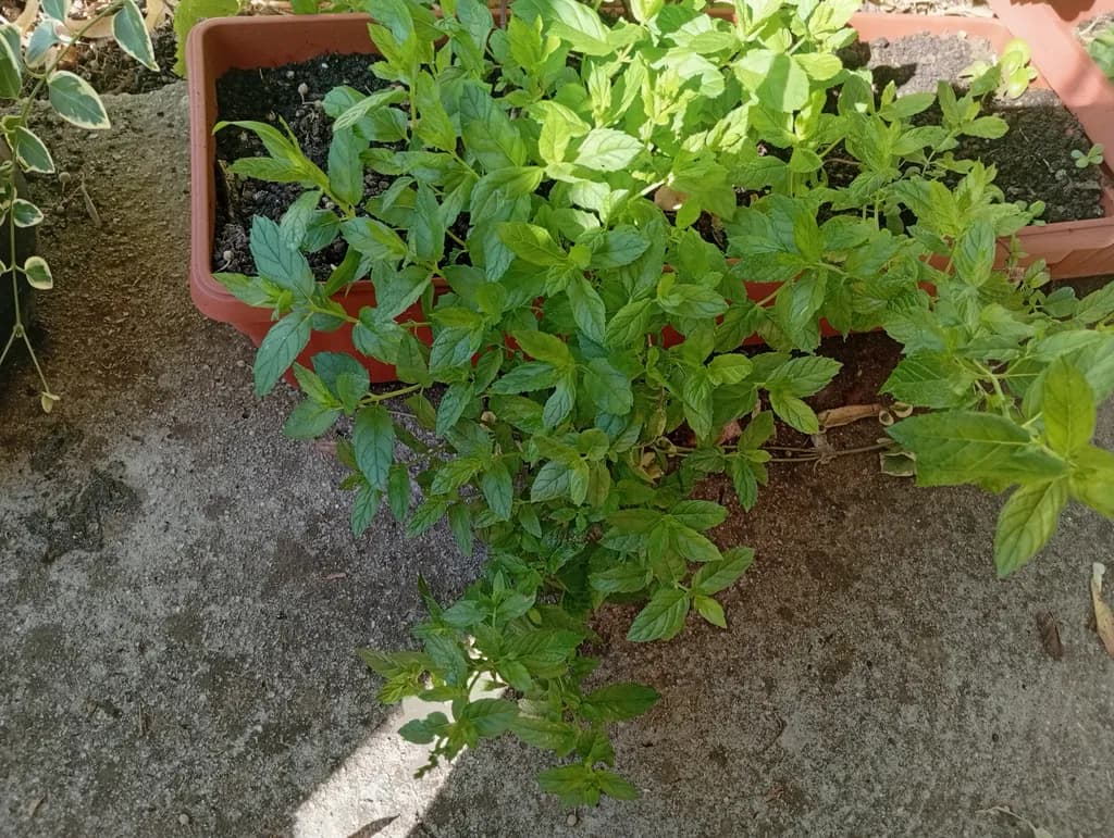 Garden Mint Moment