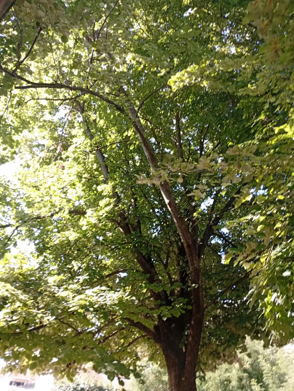 Sunlit Tree Canopy