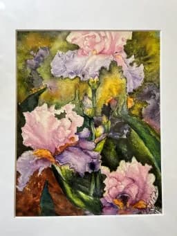 Iris Blossoms