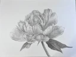 Peony in Graphite