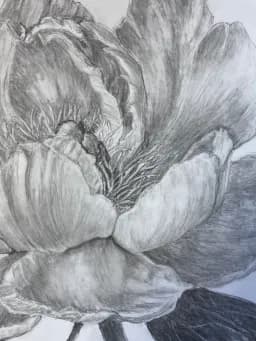 Peony Unfolding