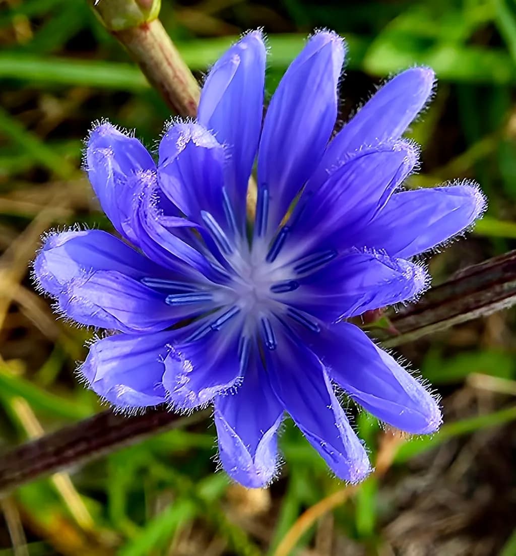 Blue Flower Close-Up
