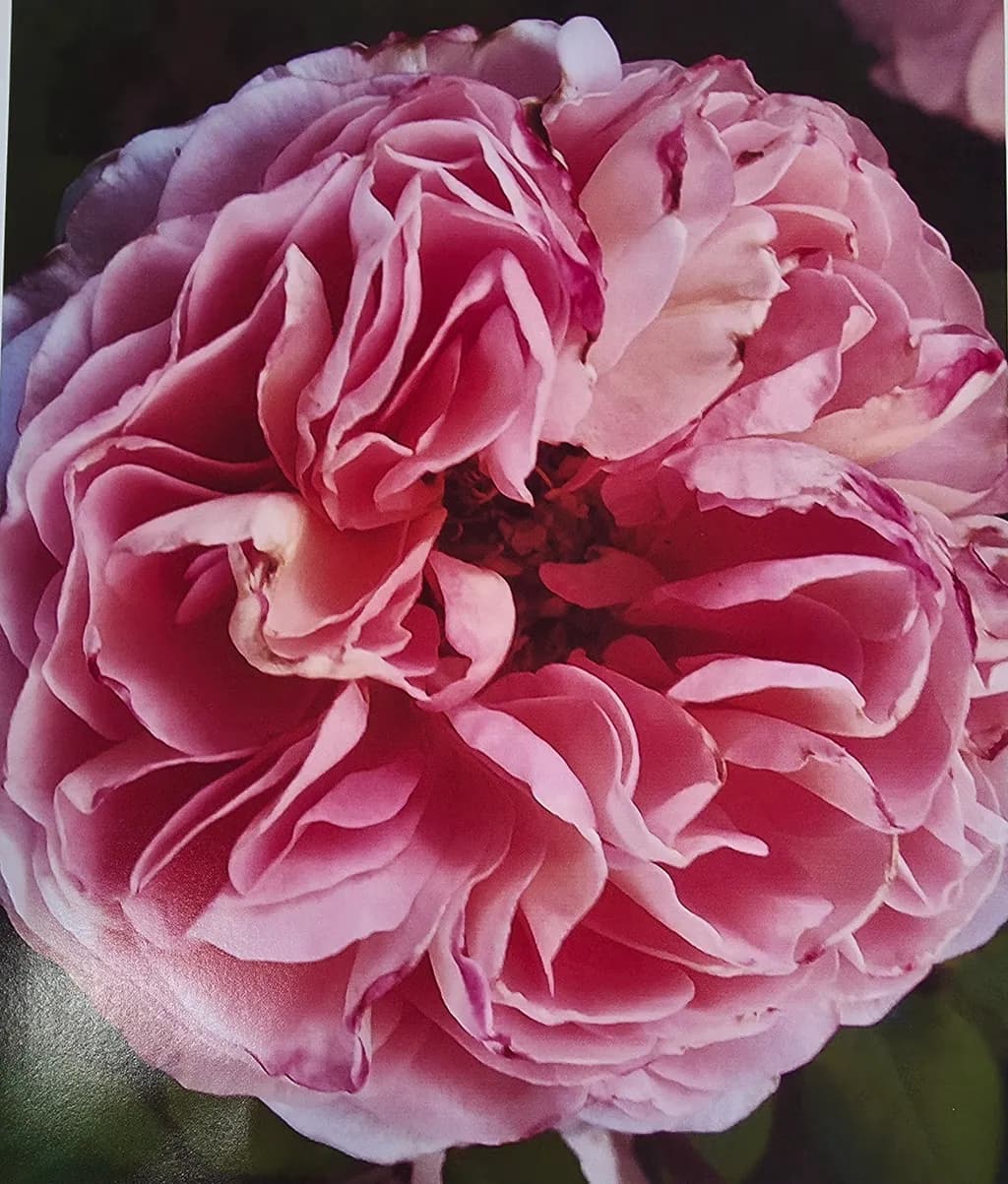 Pink Rose Bloom