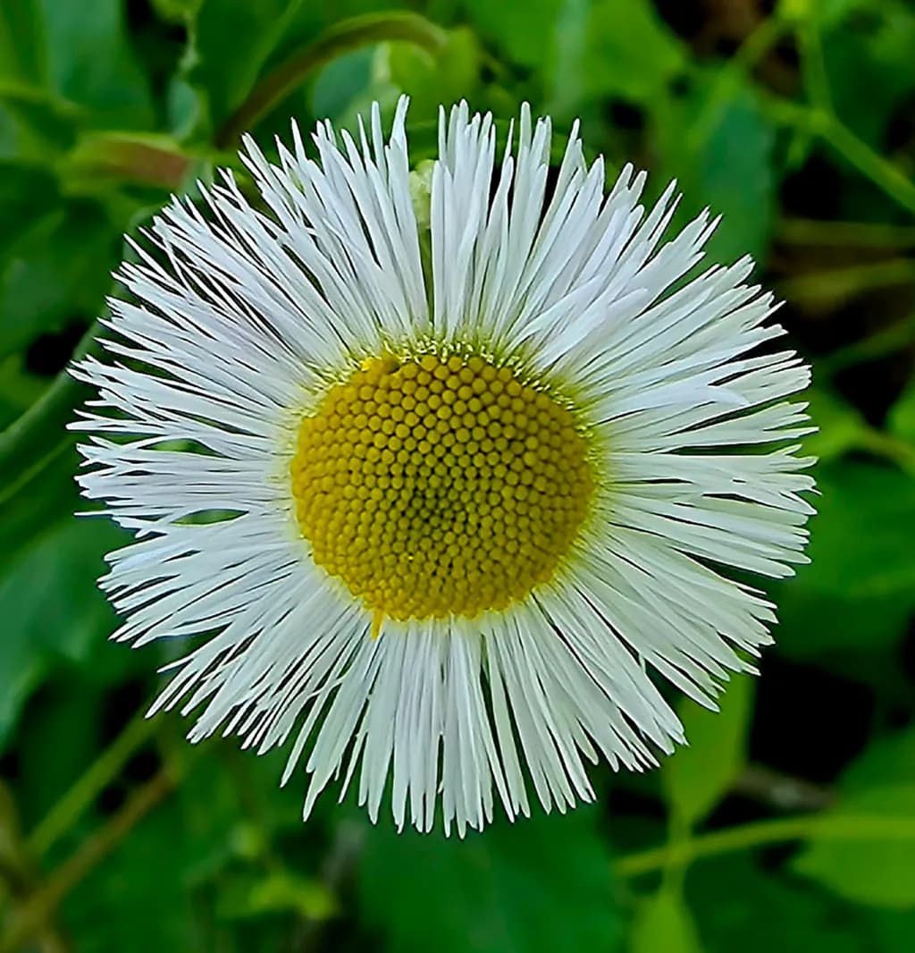 Daisy Bloom