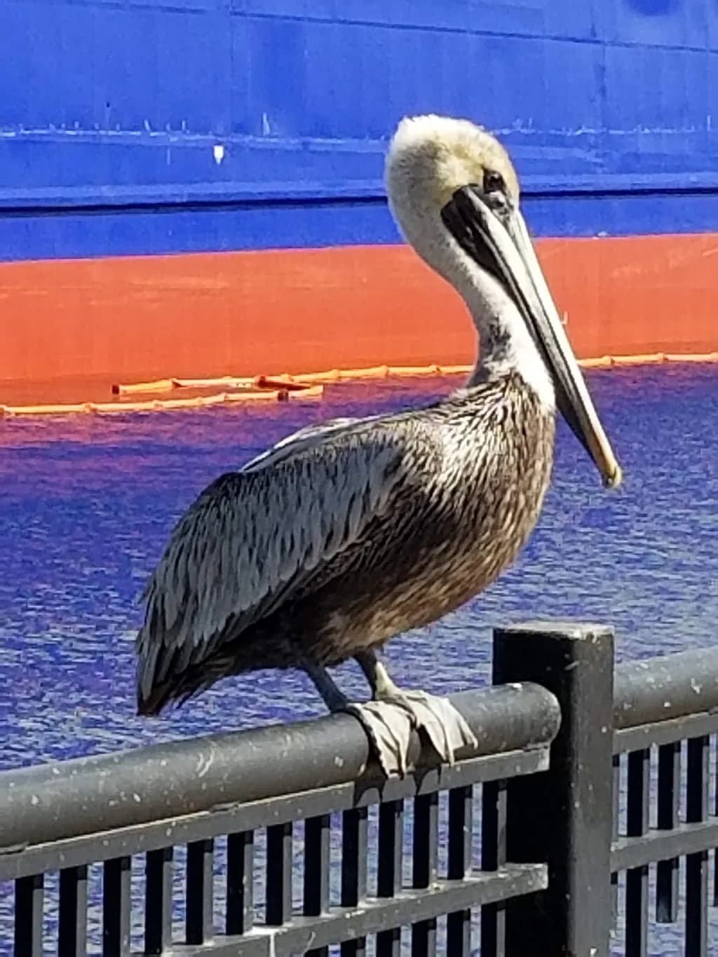 Pelican on Railing