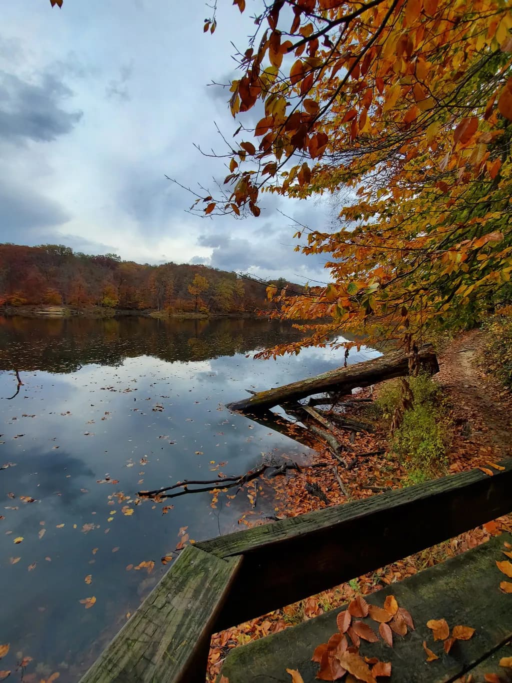Autumn Lake View