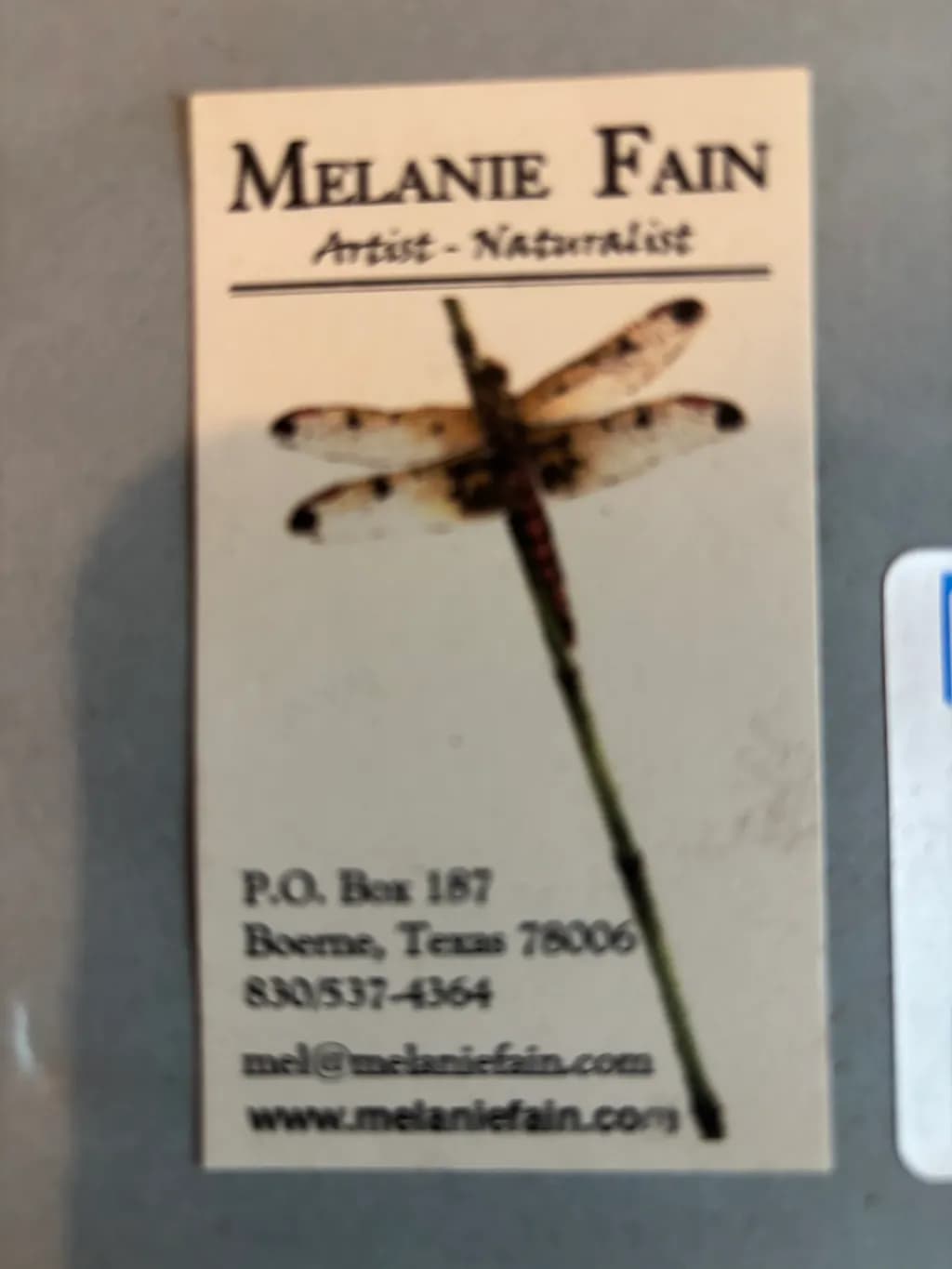 Dragonfly on Stem