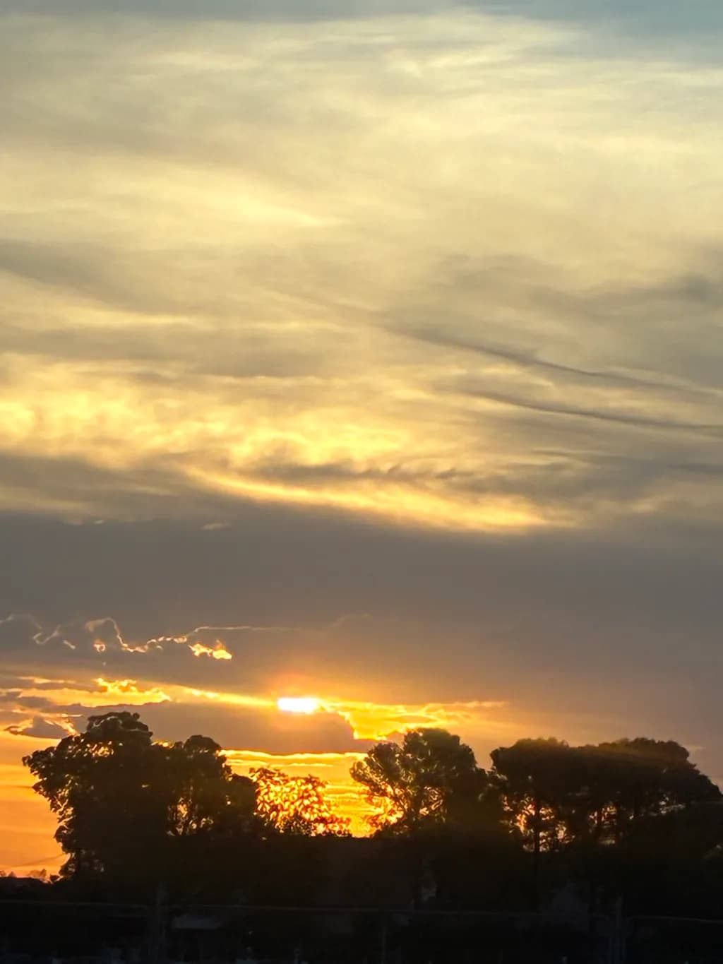 Golden Sunset Trees