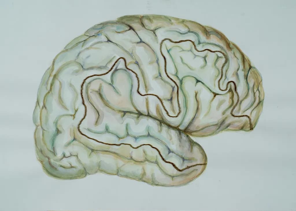 Brain Contours