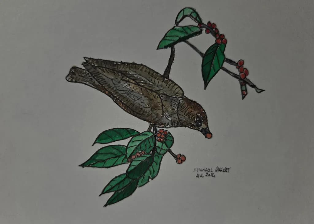 Bird and Berries Sketch
