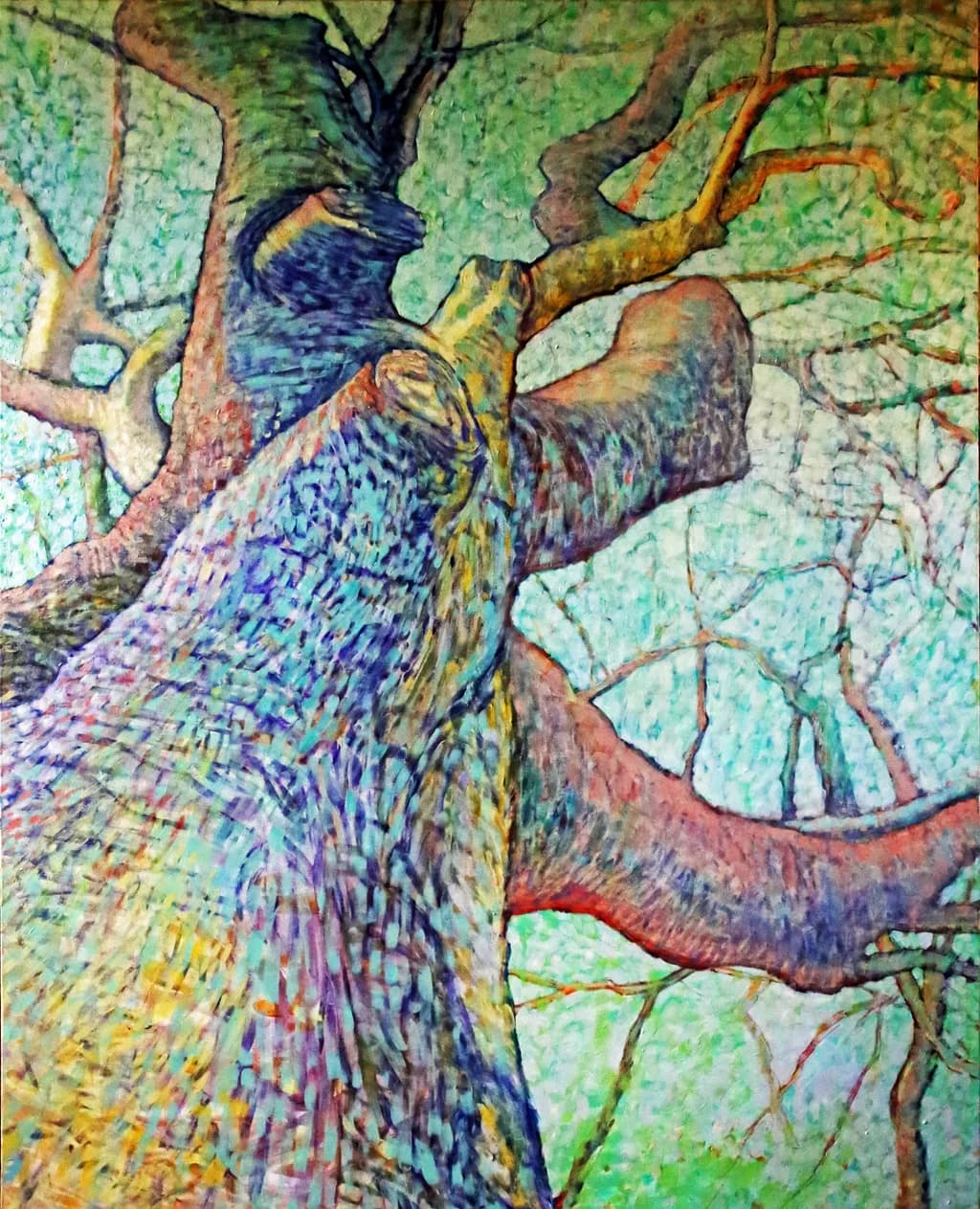 Old Giant Beech