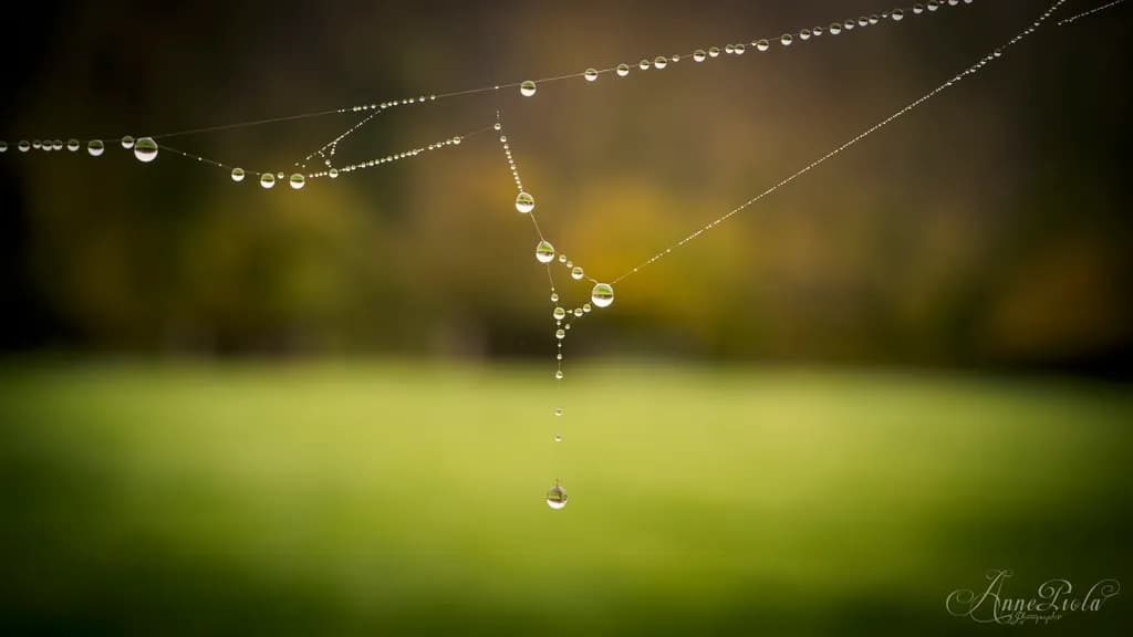 Dewdrops on Web