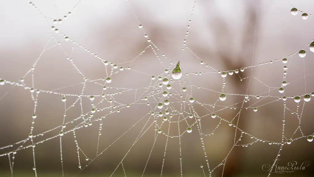 Dew-Kissed Spiderweb