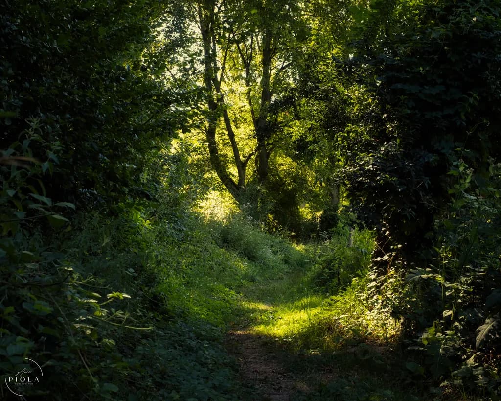Sunlit Forest Path