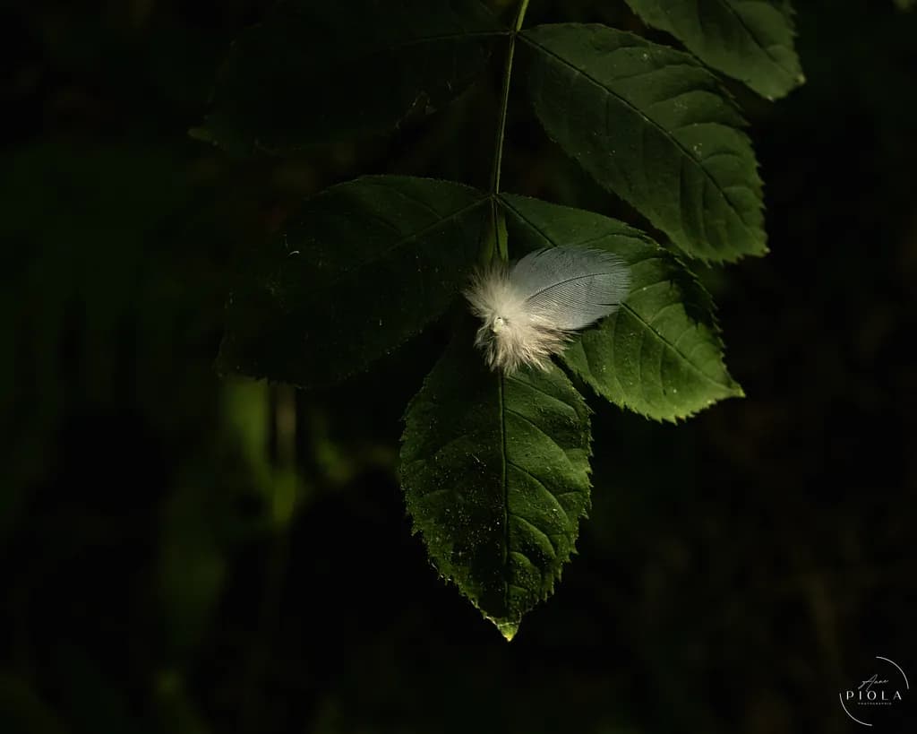 Feather on Green Leaves