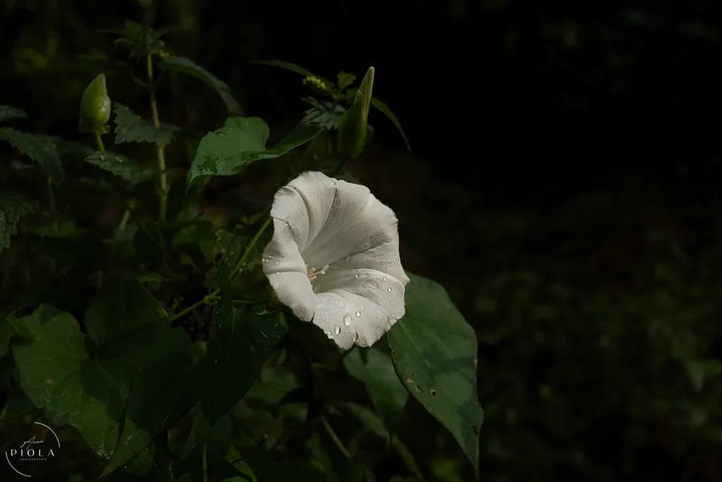 White Flower with Droplets