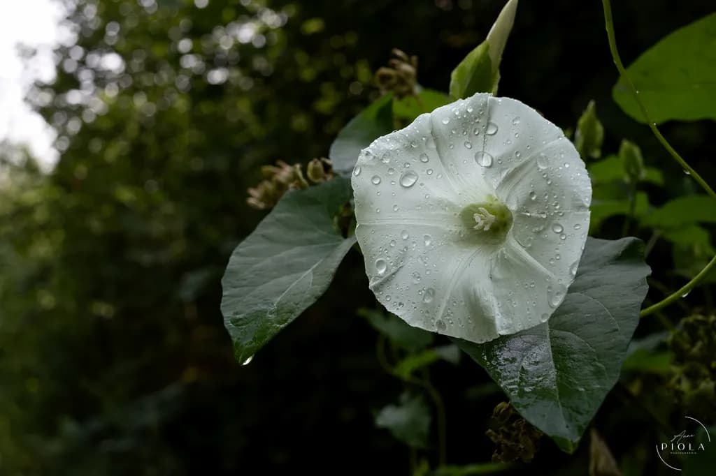 White Morning Glory