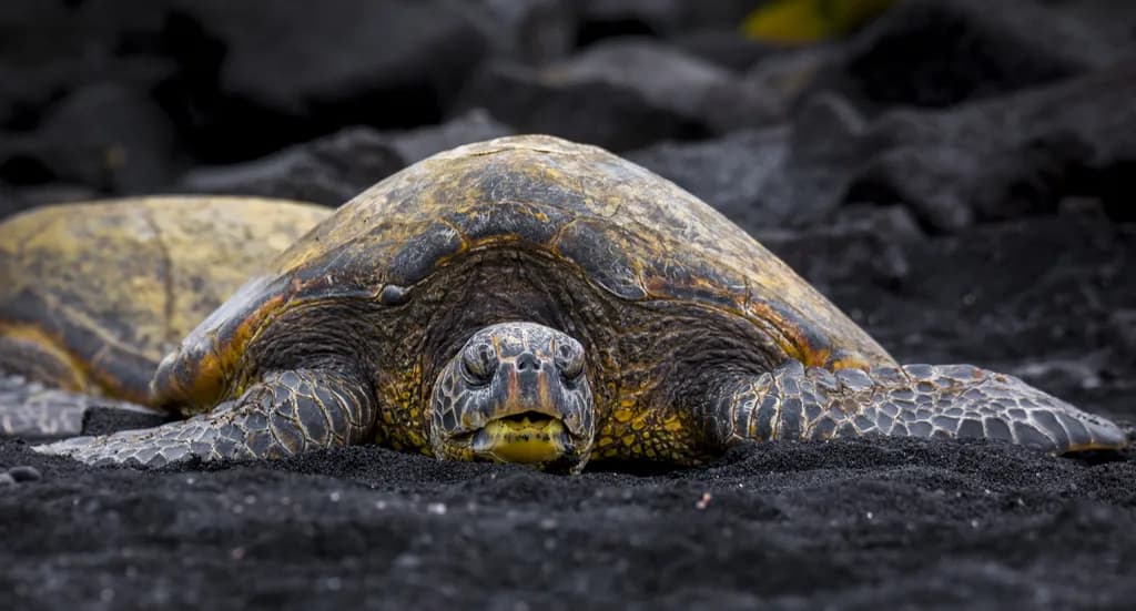 Hawaiian Turtle on Black Sand