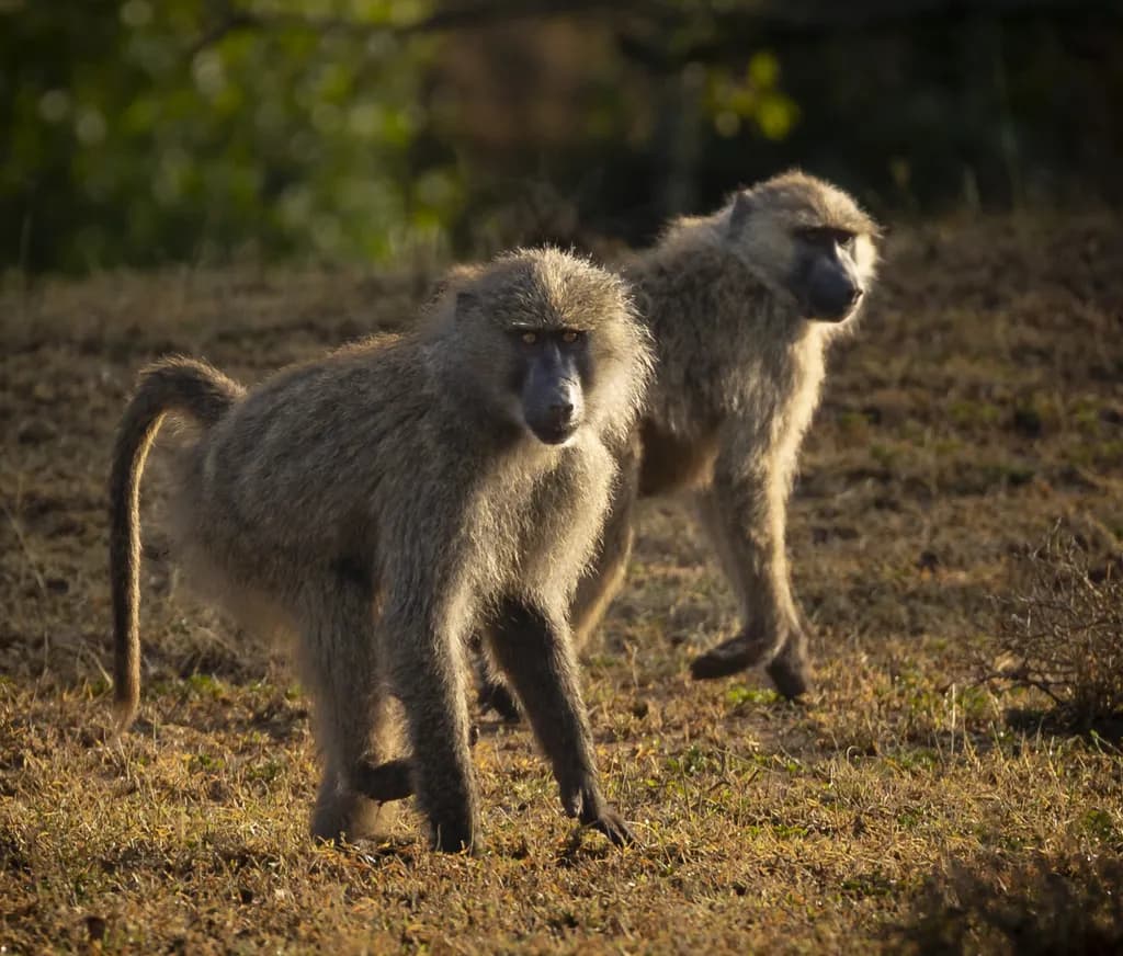 Baboons in Masai Mara