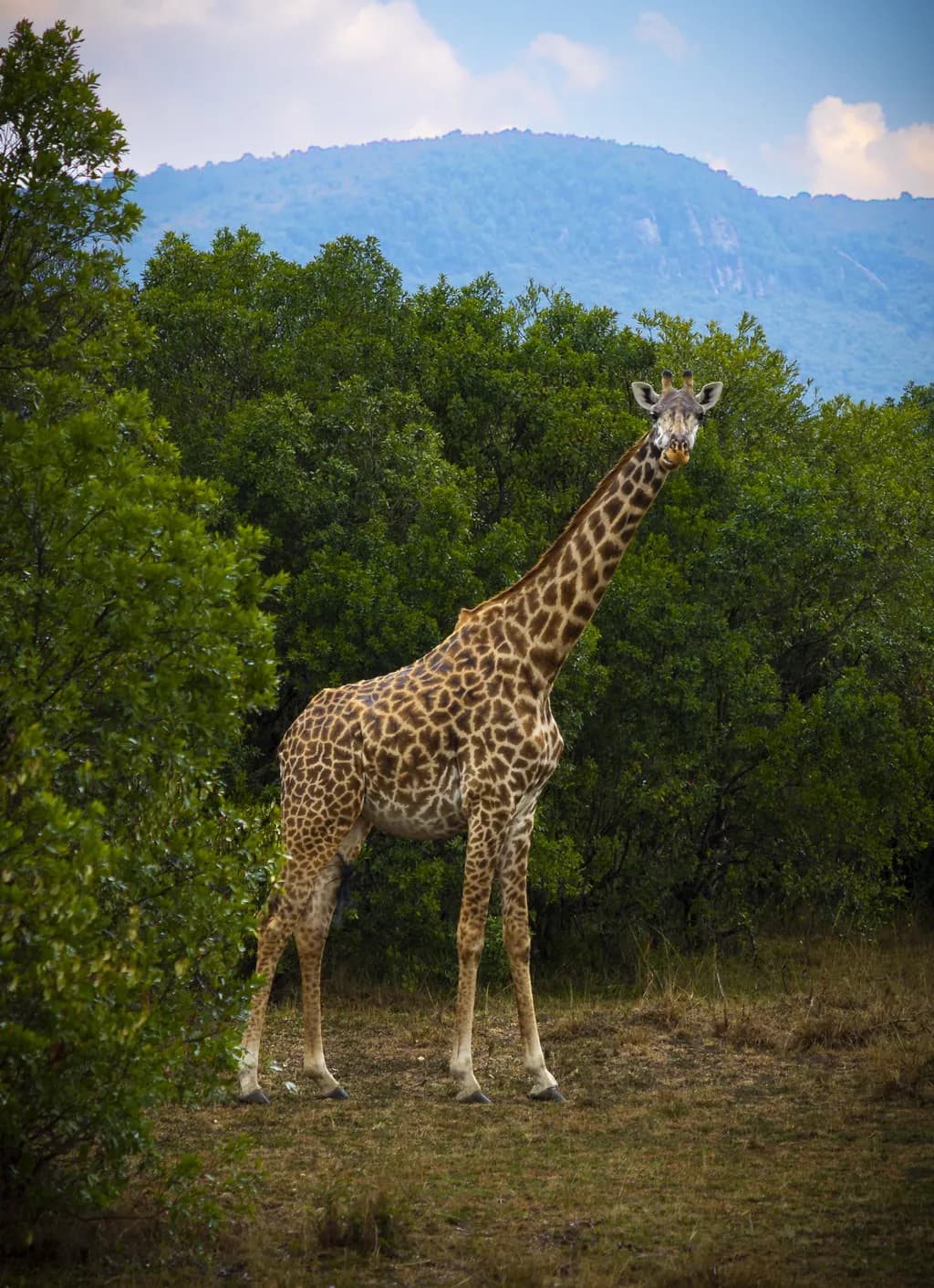 Giraffe in Masai Mara