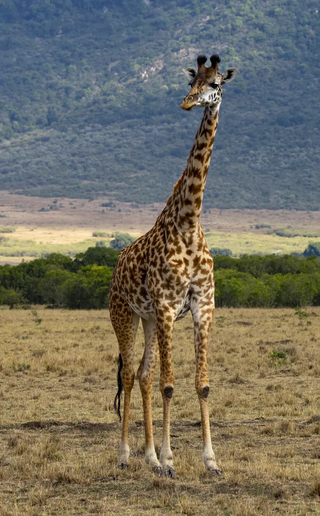 Masai Mara Giraffe