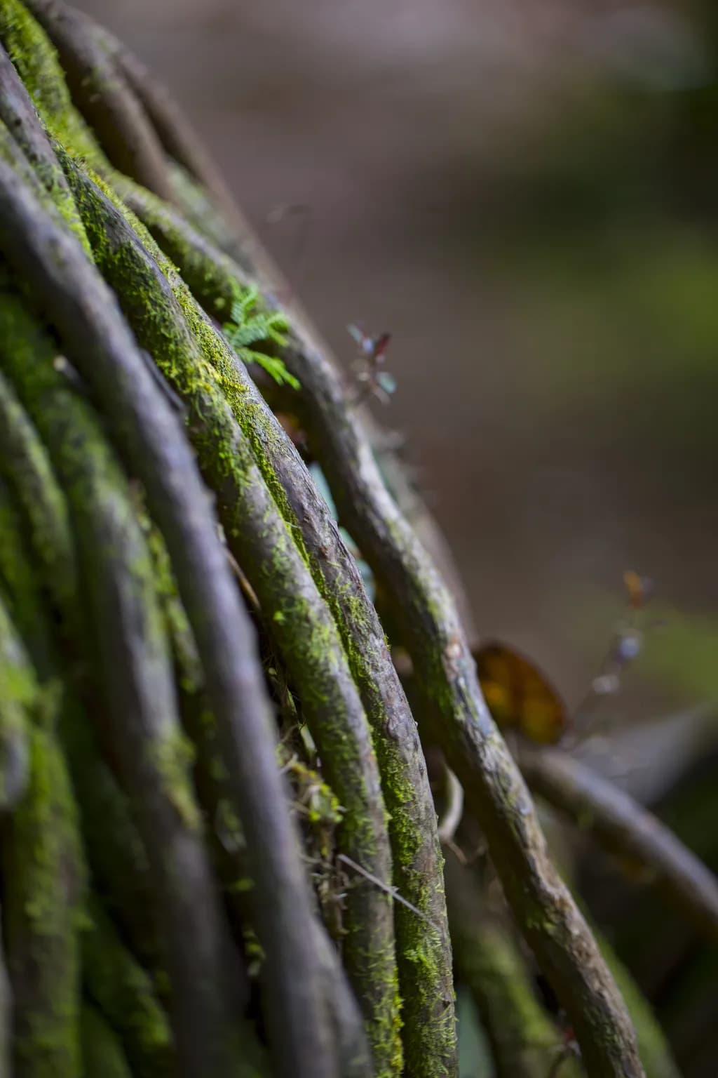 Vine Close-Up