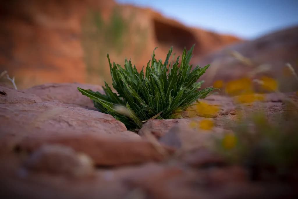 Small Plant Worlds