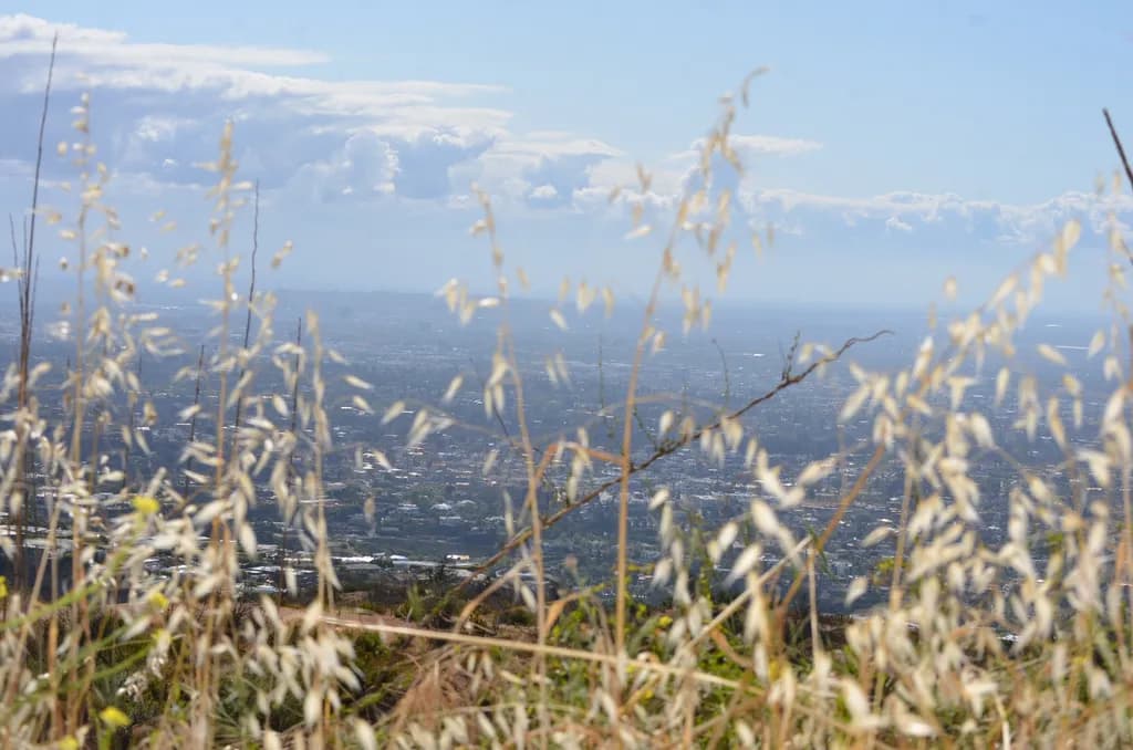 Grassland Overlooking City