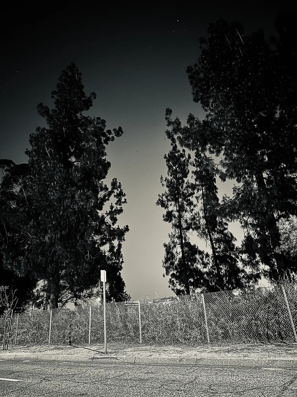Night Pines Fence