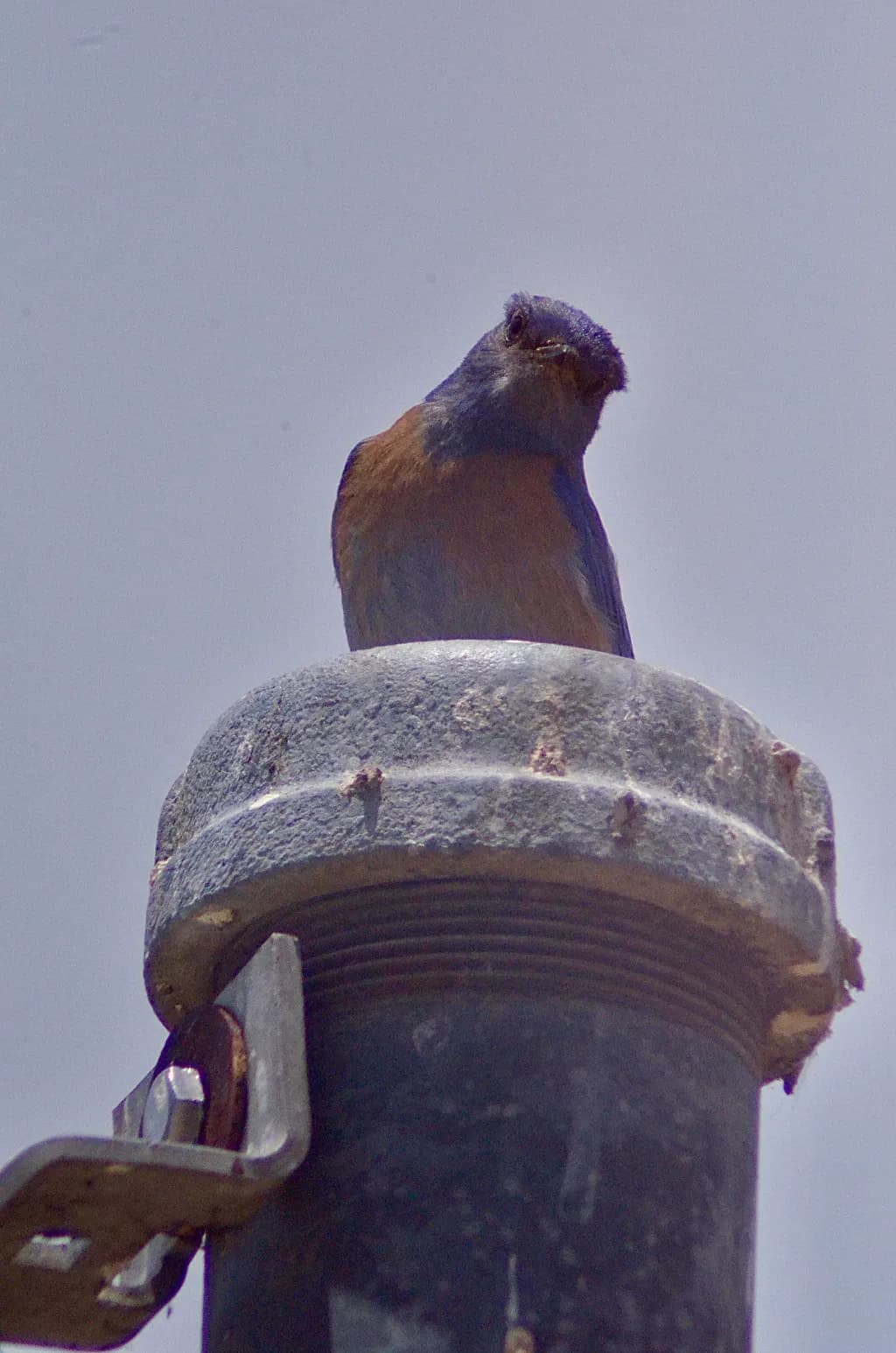 Bird on Pipe