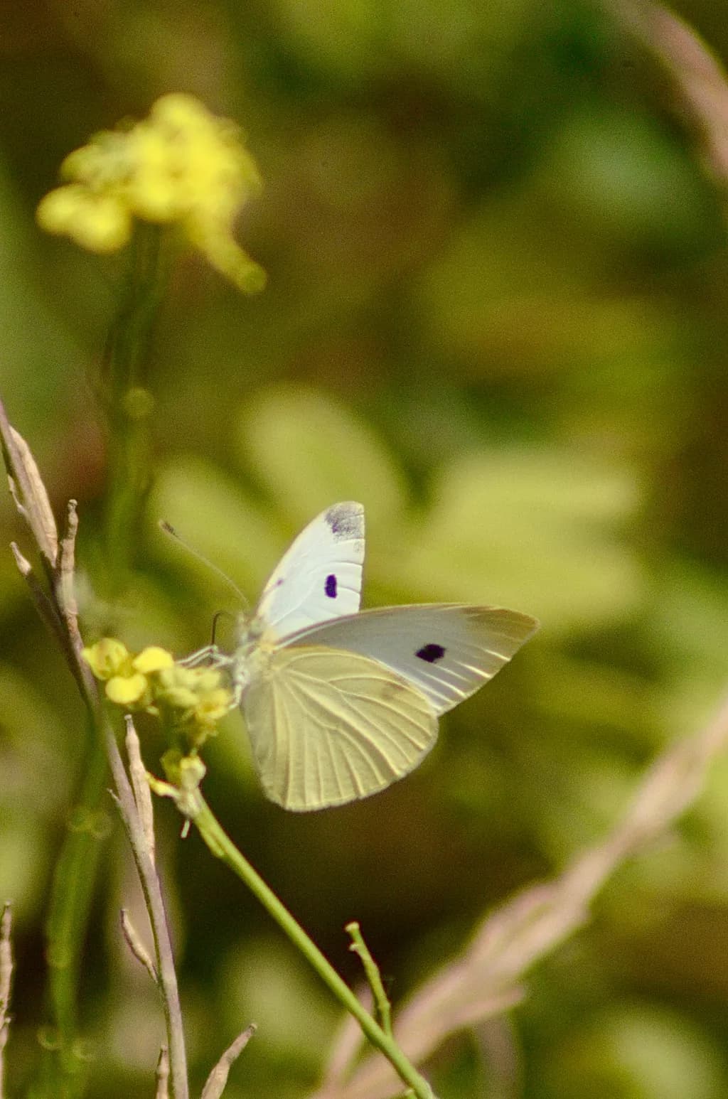 Butterfly on Flower
