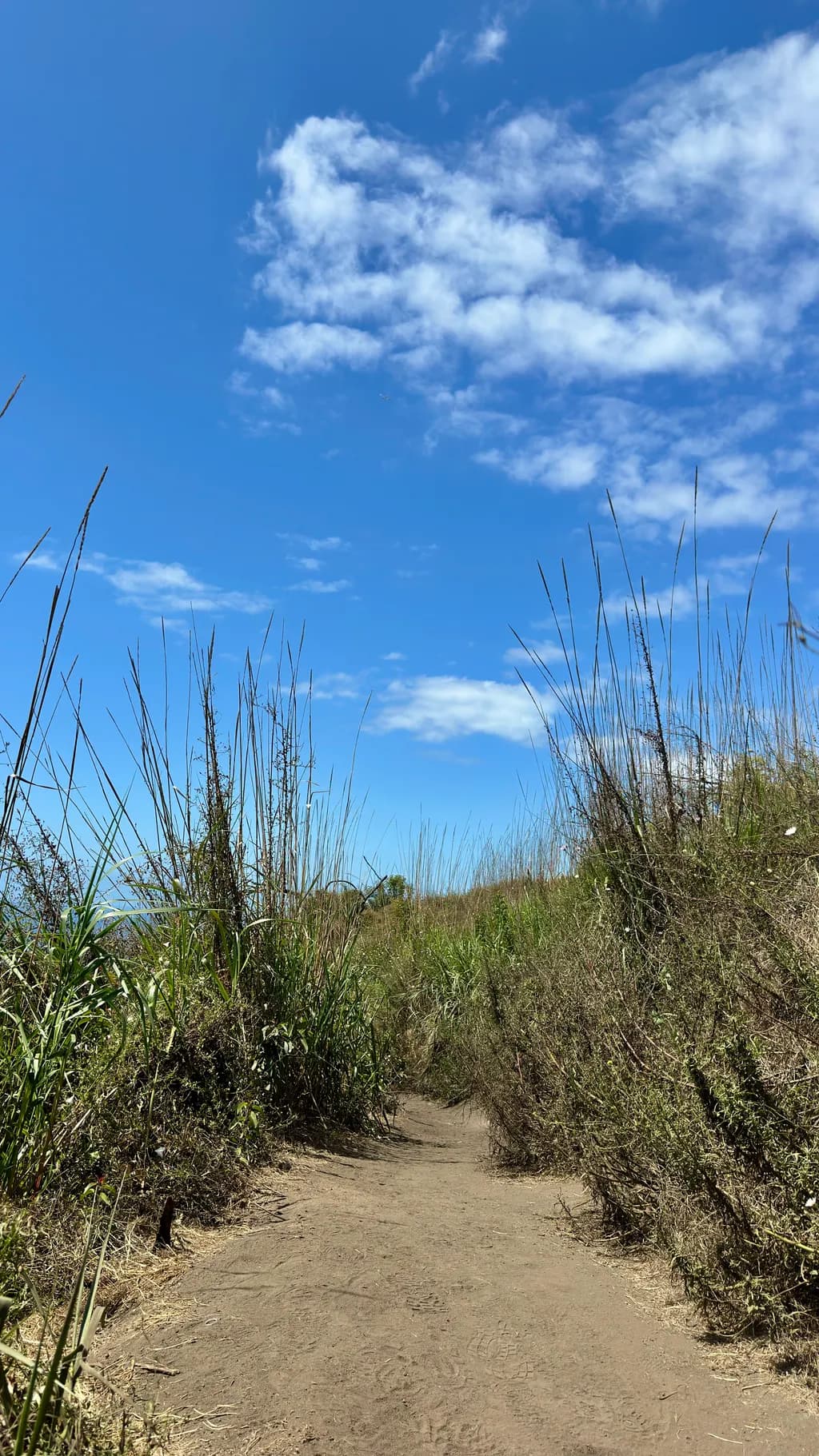 Grassland Pathway