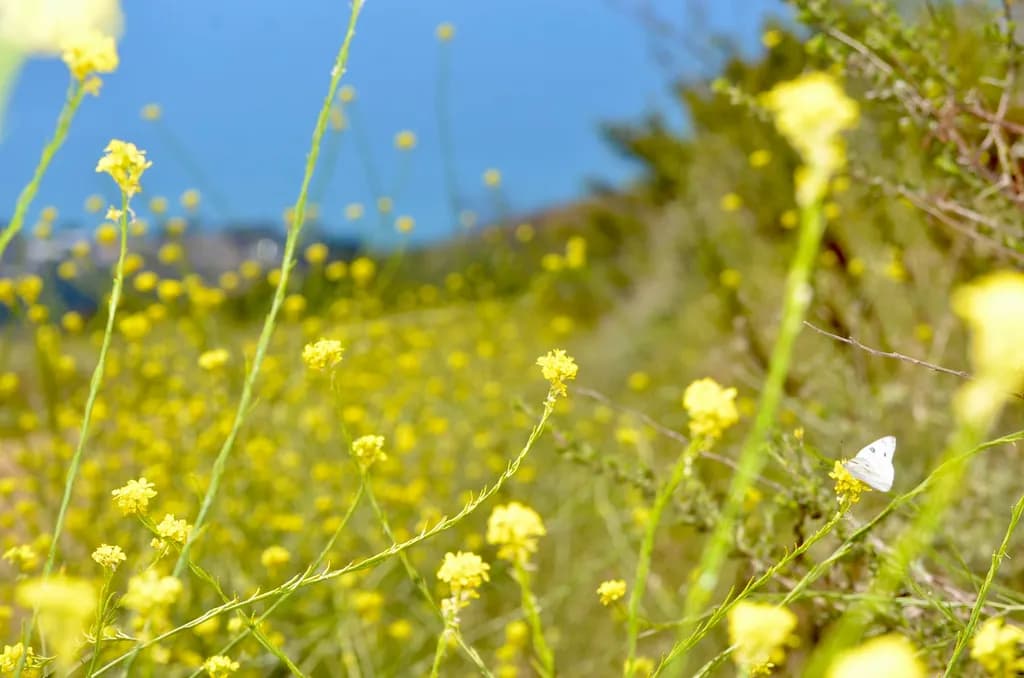 Yellow Wildflower Field
