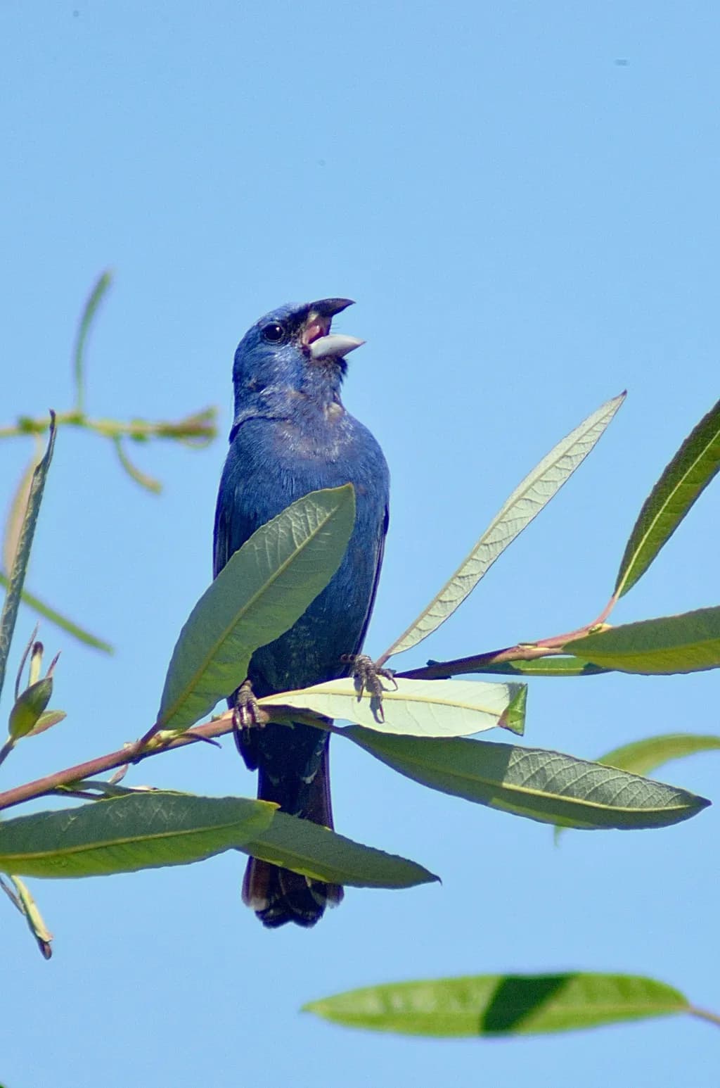 Blue Bird Perched