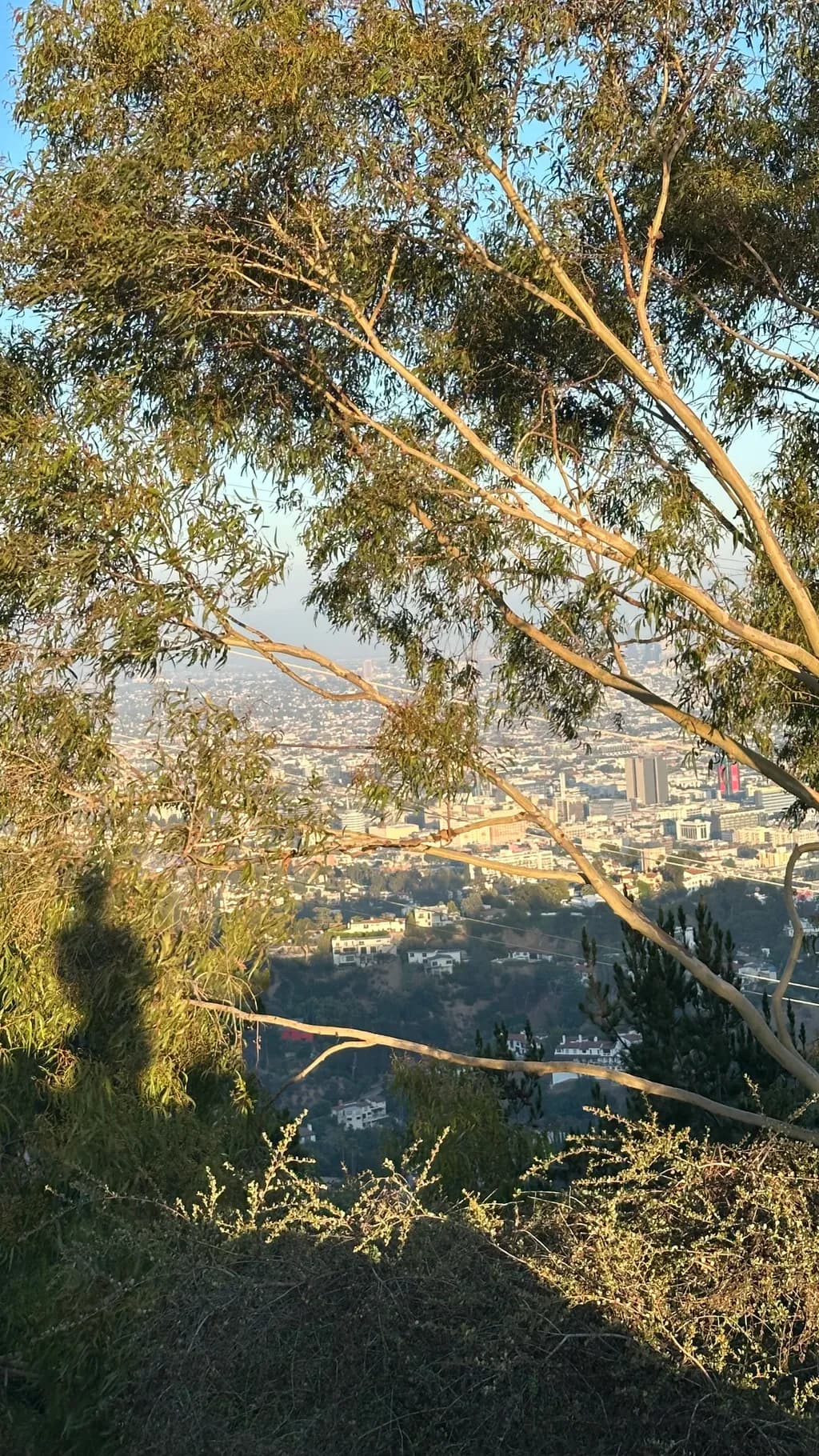 Urban View Through Trees