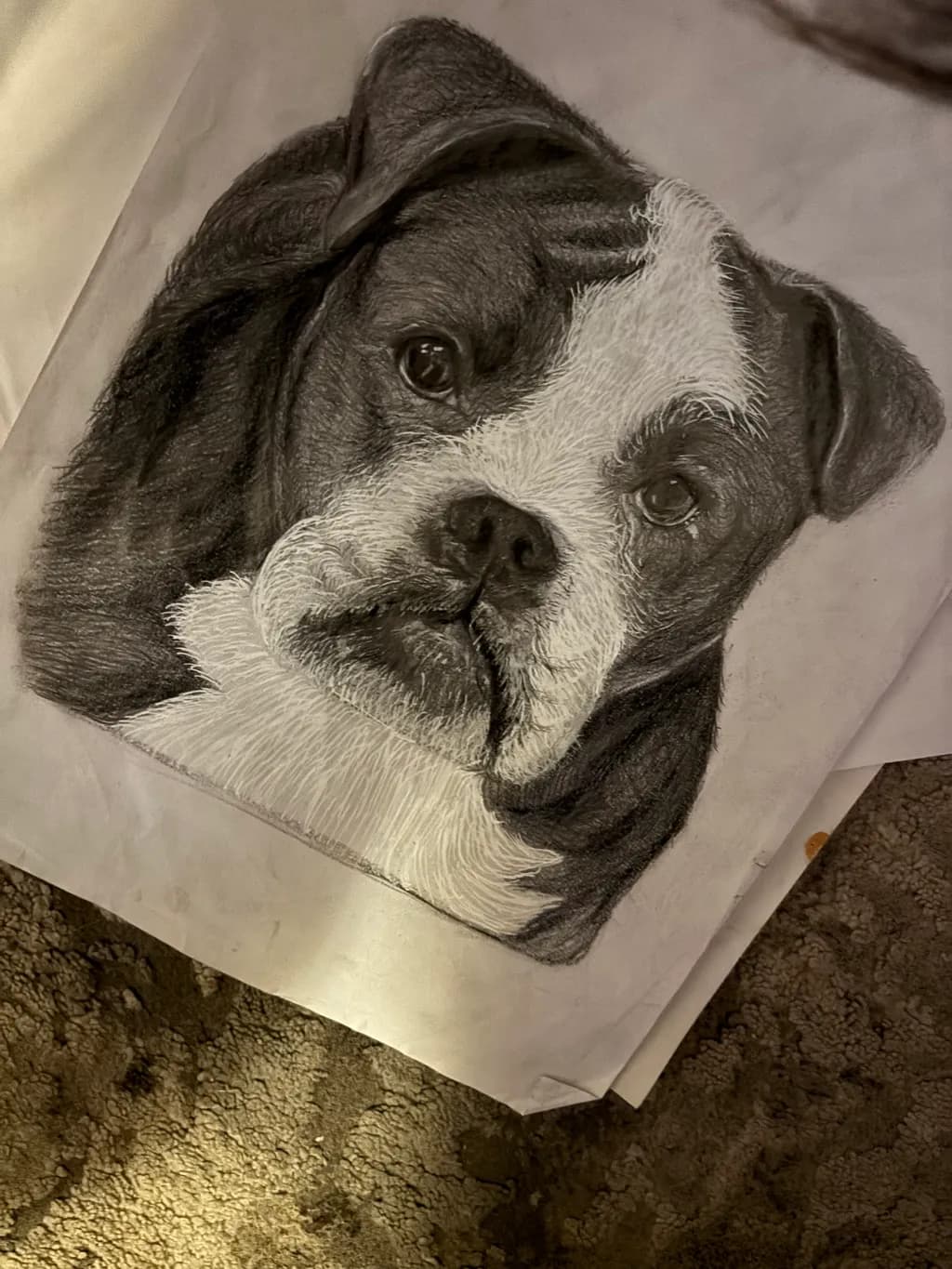 Boxer Portrait