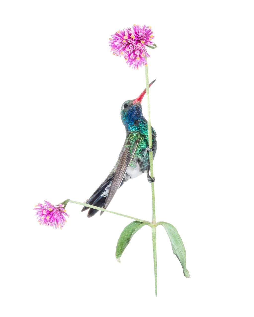 HighKey Hummingbird and Flower