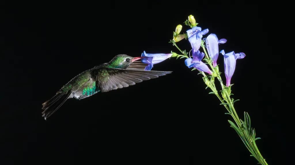 Low Key Hummingbird and Flower