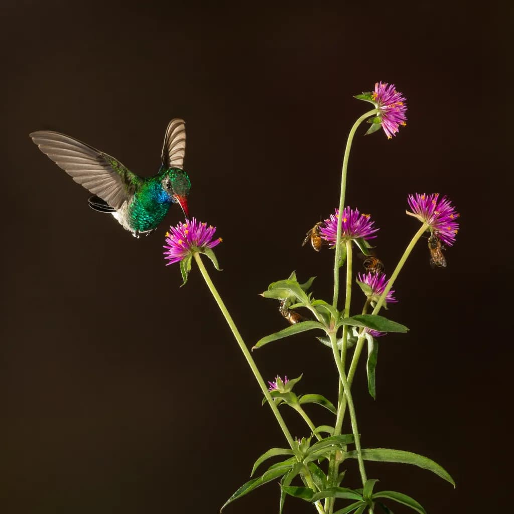 Low Key Hummingbird and Flowers