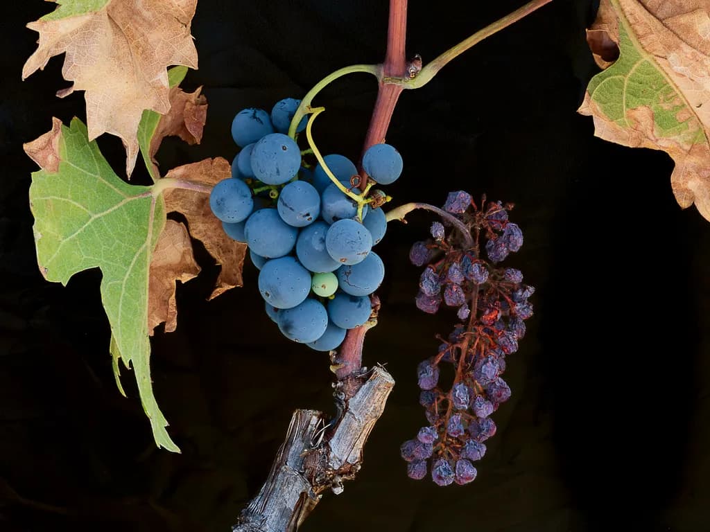 Leap Grapes Low Key