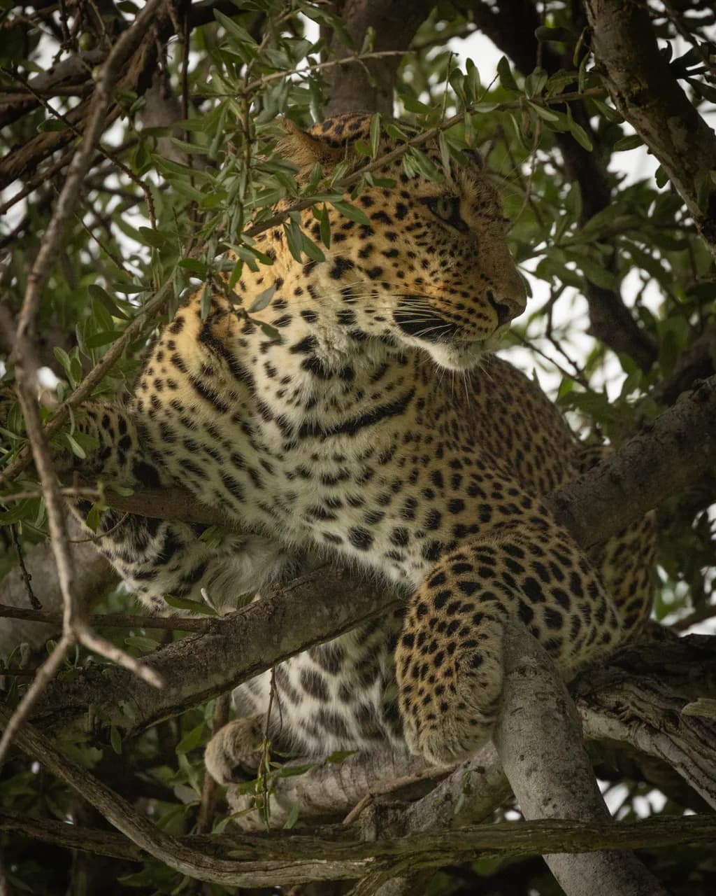 Leopard in Tree Kenya