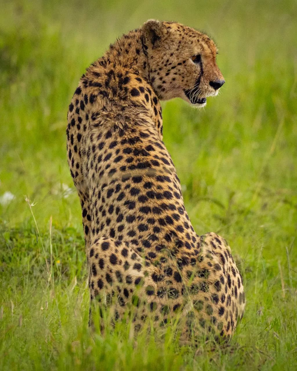 Cheetah in Masai Mara
