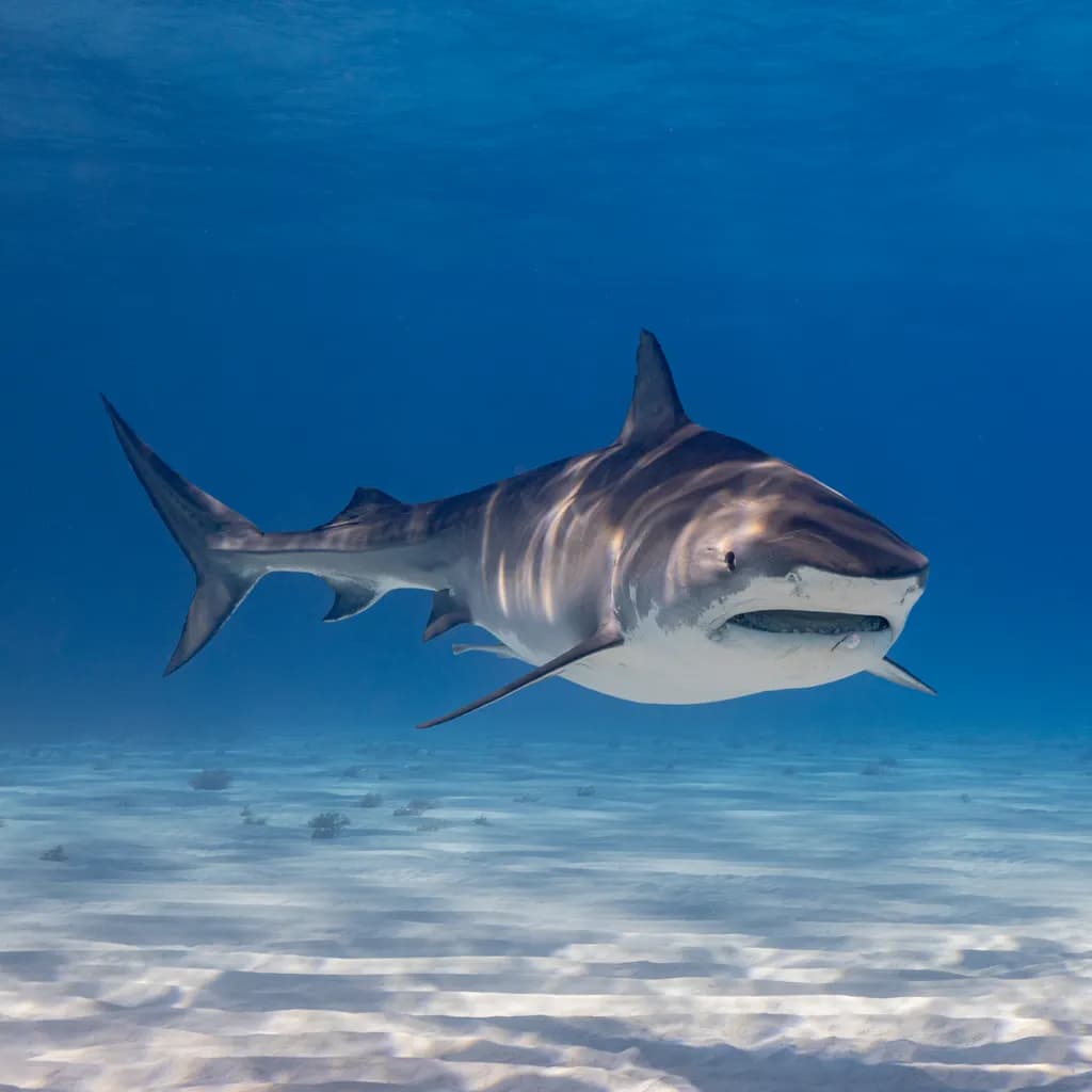 Tiger Shark Encounter
