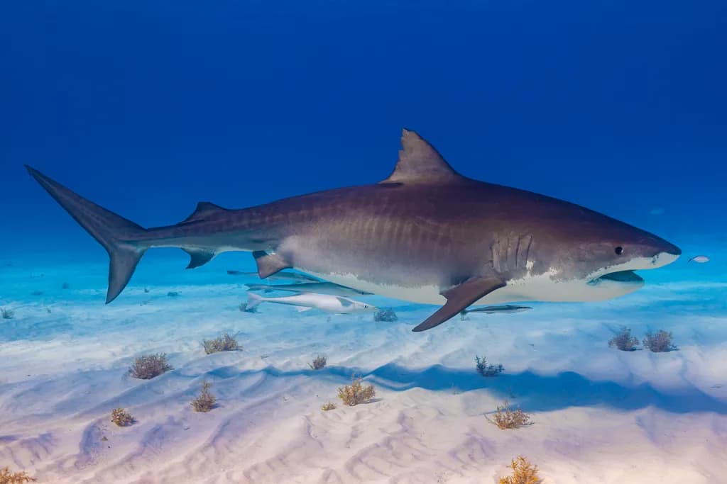 Tiger Shark Gliding