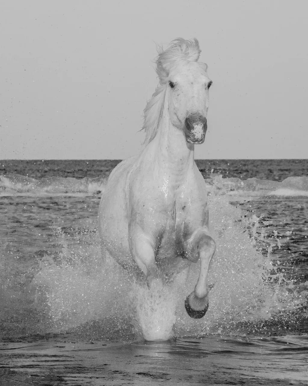Camargue Horse Splash