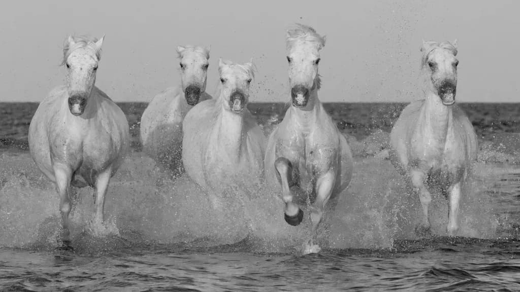 Camargue Horses Charging