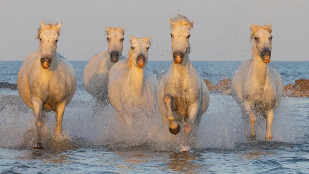 Camargue Horses Running