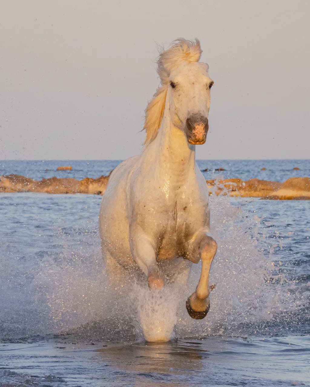 Camargue White Horse Seaside