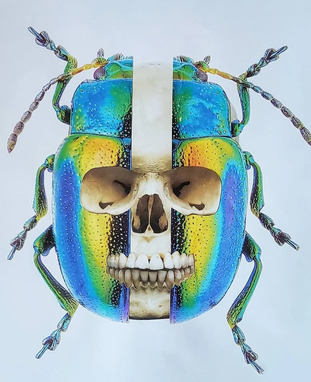 Skull Beetle 
